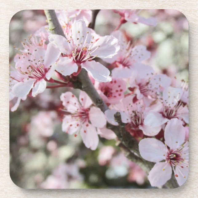 Pink Blossoms Red Stems. Coaster (Front)