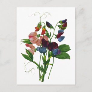 Pink Blue and Purple Sweet Peas by Redoute Postcard