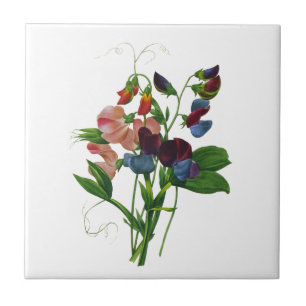 Pink Blue and Purple Sweet Peas by Redoute Tile