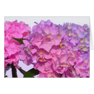 Pink Blue Hydrangeas elegant pink purple flowers