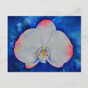 Pink Blush Orchid Postcard