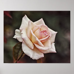 Pink Blush Rose Flower Art Poster