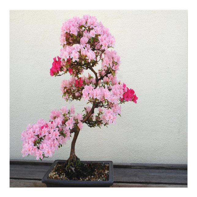 Pink Bonsai Tree Photo Print (Front)
