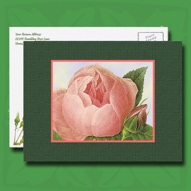 Pink Botanical Rose Editable Return Address  Postcard (Pink Botanical Rose Postcard)
