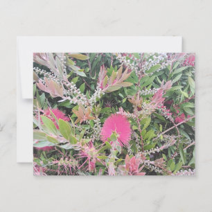 Pink Bottle Brush Flowers in Bloom Garden View Postcard