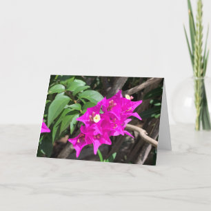 Pink Bougainvillea Blank Card