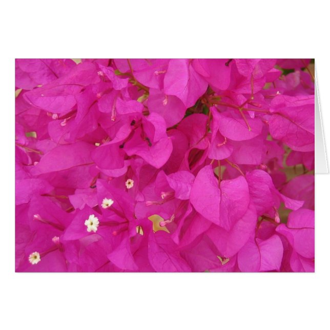 Pink Bougainvillea Flower (Greece) (Front Horizontal)