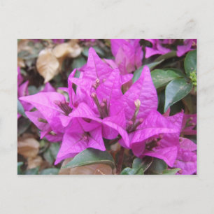 Pink Bougainvillea Flowers Postcard