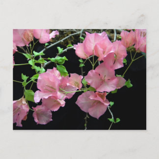 Pink Bouganvilla Clusters Postcard