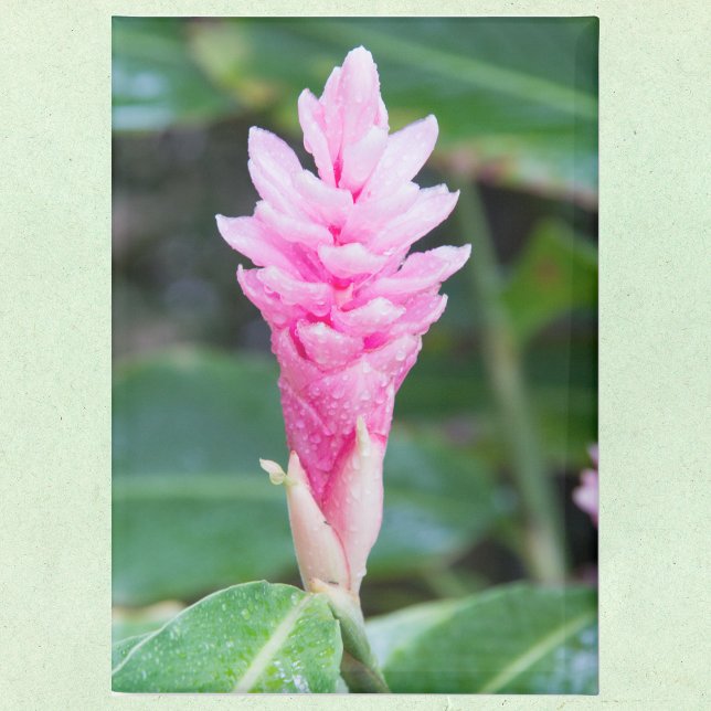 Pink Brazilian Orchid Magnet (Creator Uploaded)