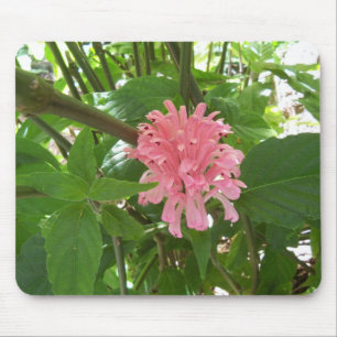 Pink Brazilian Plume Flower Mouse Pad