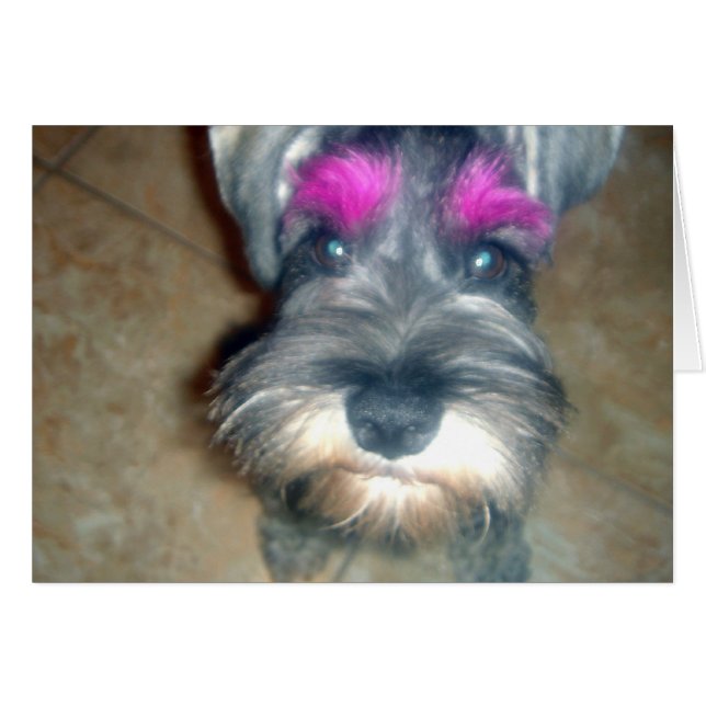 Pink Brow - Miniature Schnauzer (Front Horizontal)