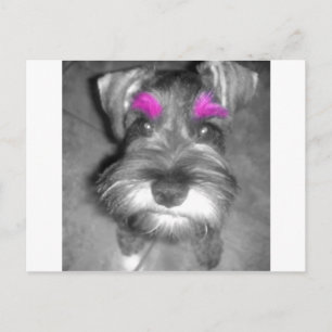 Pink Brow Miniature Schnauzer Puppy Rock & Roll Postcard