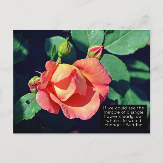 Pink Budding Rose Motivational Quote Postcard (Front)