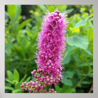 pink buds