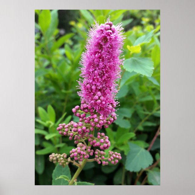 pink buds poster (Front)