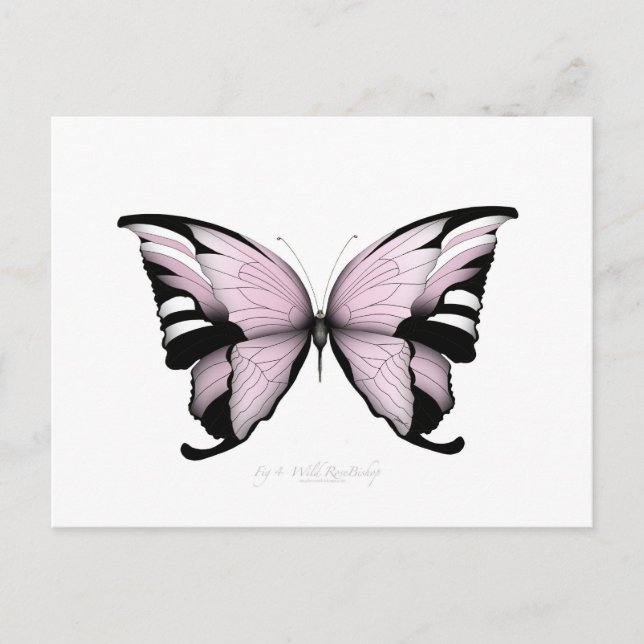 Pink Butterfly Wild Rose Bishop Postcard (Front)