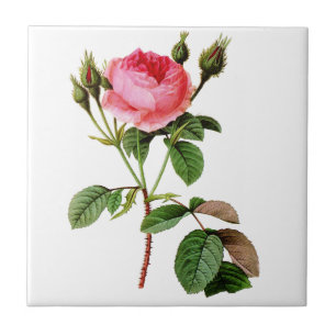Pink Cabbage Rose by Pierre Joseph Redoute Ceramic Tile