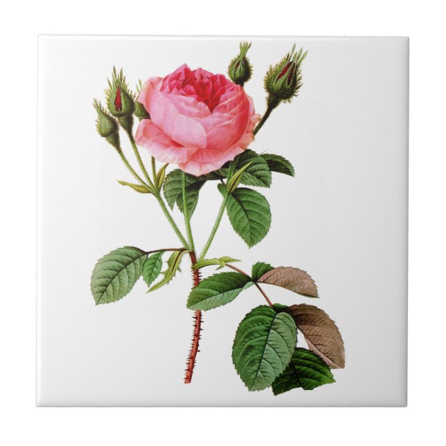 Pink Cabbage Rose by Pierre Joseph Redoute Ceramic Tile (Front)