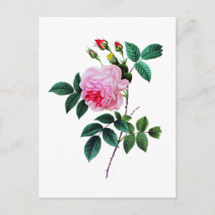 Pink Cabbage Rose by Pierre Joseph Redoute Postcard