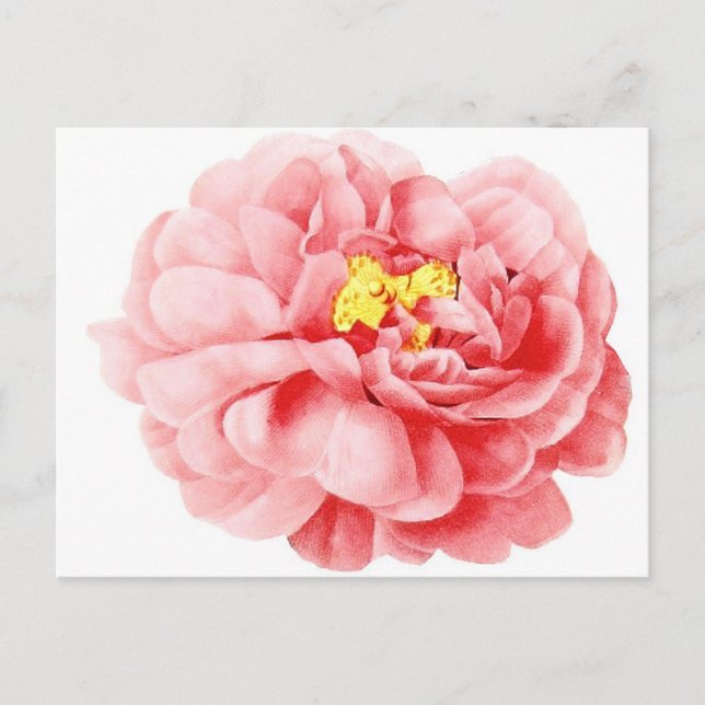 Pink Cabbage Rose Flower Shabby Cottage Postcard (Front)