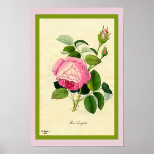 Pink Cabbage Rose Print of Vintage 1828 Art Beauty