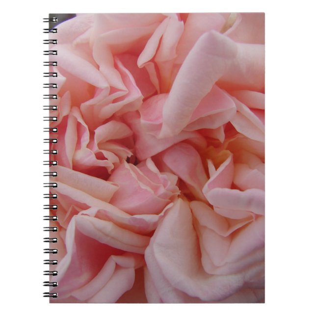 Pink Cabbage Rose Vintage Flowers Blush Flower Notebook (Front)