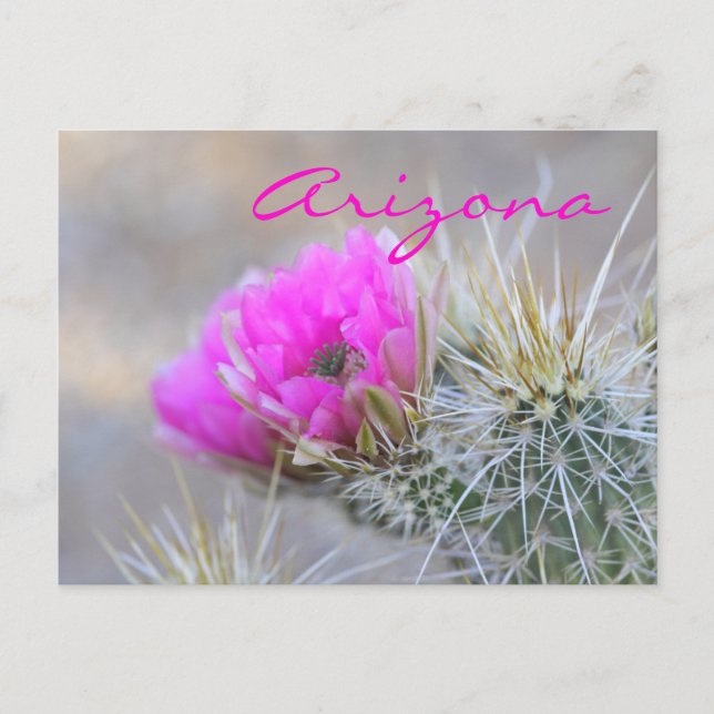 pink cactus bloom ,Arizona Postcard (Front)