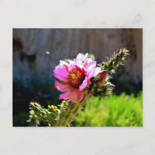 Pink Cactus Bloom with flying bug Postcard