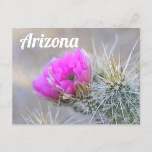 Pink Cactus Blooms, Arizona Postcard
