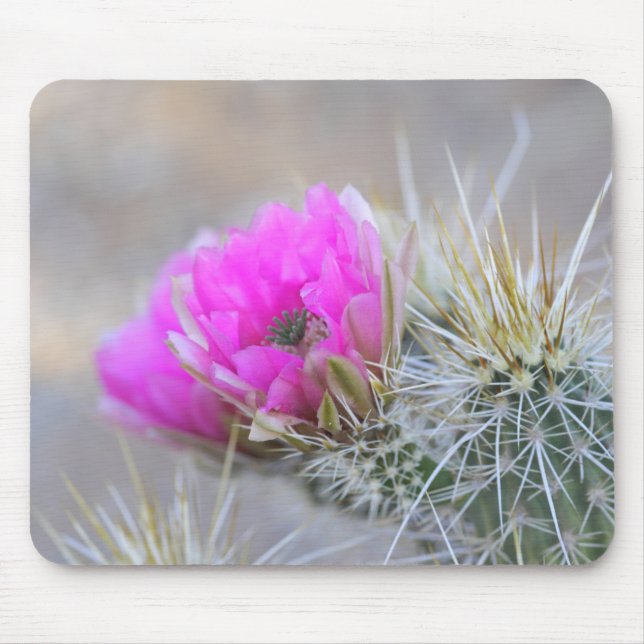 Pink Cactus blooms Mouse Pad (Front)