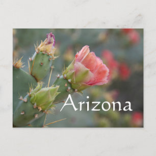 Pink cactus flower beginning to bloom, Arizona Postcard