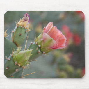 Pink cactus flower beginning  to bloom mouse pad