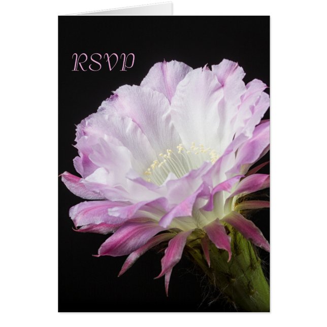 Pink Cactus flower in bloom RSVP (Front)