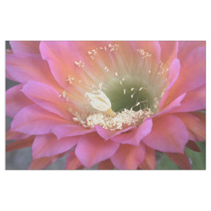 Pink Cactus flower in the desert Fabric