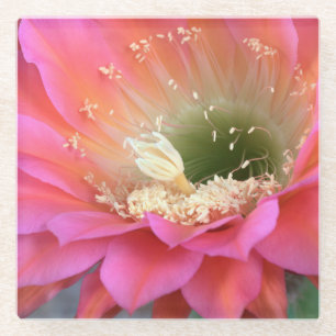 Pink cactus flower in the desert glass coaster