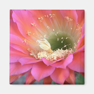 Pink cactus flower in the desert magnet