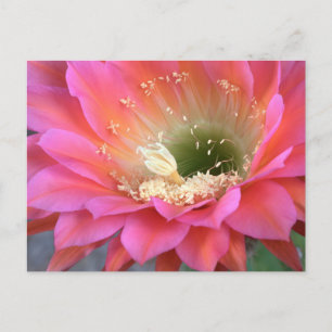 Pink cactus flower in the desert postcard