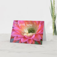 Pink cactus flower in the desert, thank you.