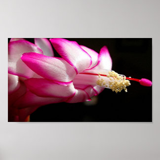 Pink Cactus Flower Print