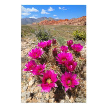 Pink cactus flowers in Red Rock Canyon, NV