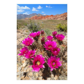 Pink cactus flowers in Red Rock Canyon, NV Photo Print