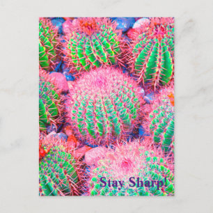 Pink Cactus Succulents Postcard