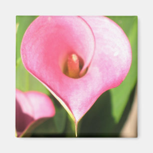 Pink Cala Lily Magnet