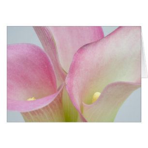 Pink Calla Lilies