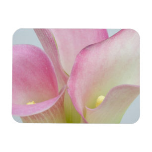 Pink Calla Lilies Magnet