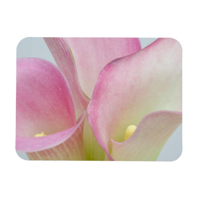 Pink Calla Lilies Magnet (Horizontal)