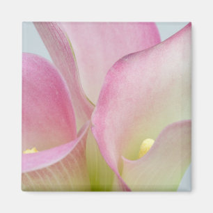 Pink Calla Lilies Magnet