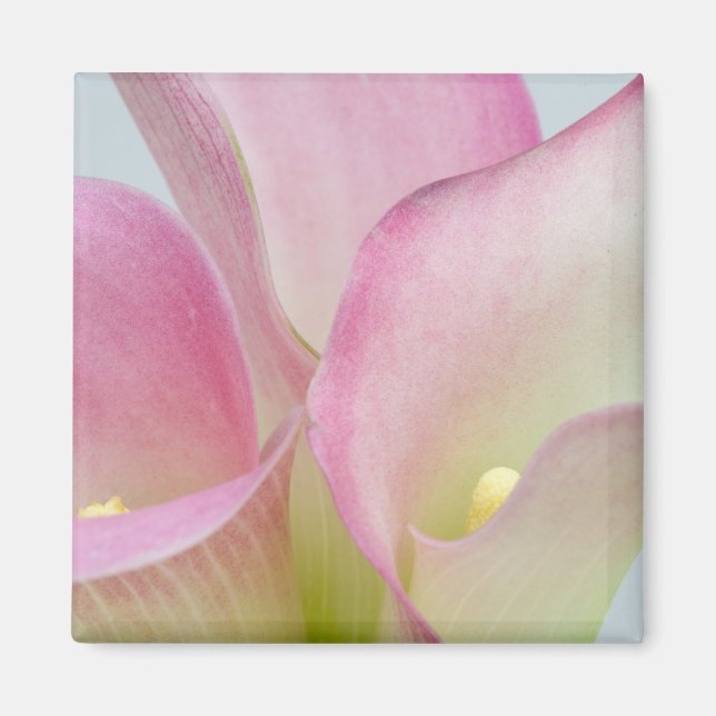 Pink Calla Lilies Magnet (Front)