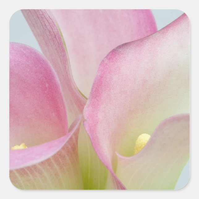 Pink Calla Lilies Square Sticker (Front)
